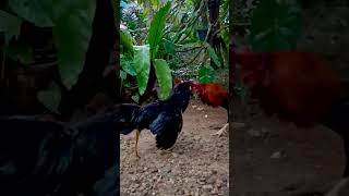 Real cock fight [upl. by Nonnad]