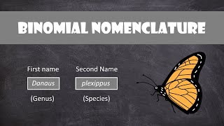 Binomial Nomenclature  Classification [upl. by Rosenwald153]