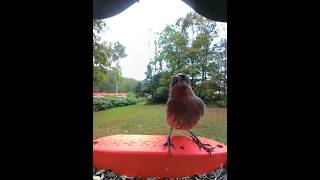 House Finch Good Shelling Demonstration Bird Buddy [upl. by Adianes]