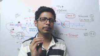 Lac operon vs Trp operon [upl. by Mode]