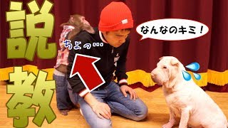 仲良しのブチャ犬を飼い主が説教したら？お猿さんの行動に感動…！ [upl. by Cassaundra]