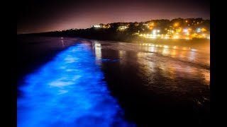 Stunning bioluminescence in the ocean in La Jolla CA [upl. by Ellenig]