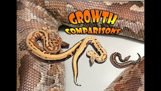 Blood Python Growth Comparison [upl. by Tnaryb]