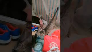 Mini cat vlog🤣🤣🤣 [upl. by Teeniv]