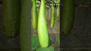 How to Grow Gourd Plant at Home Using Simple Technique plants shorts farming [upl. by Bertrando]