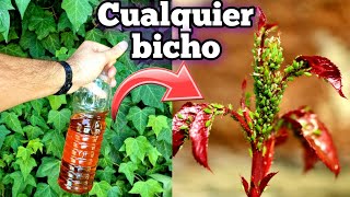 🔥100 NATURAL GRATIS y FACIL🐛 Insecticida Casero Para Plantas  Huerto y Jardin Ecológico [upl. by Teteak]