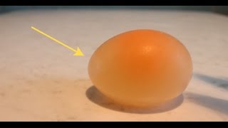 The egg in vinegar for 24 hours  Experiment [upl. by Nylirad]