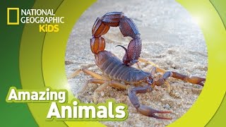 Scorpion  Amazing Animals [upl. by Eellehs]