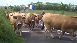 Transhumance à Aubrac [upl. by Teraj]