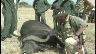 CAPE BUFFALO KILL SHOT IN AFRICA [upl. by Hacker]