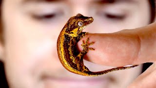 The delicate art of raising baby geckos [upl. by Itnaihc]