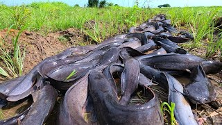 wow amazing fishing fisherman catch a lot of fish at rice field catch by hand today [upl. by Ertemed]