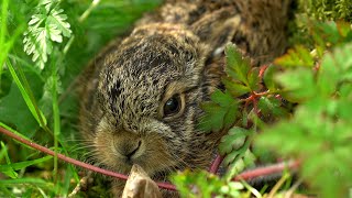 Hare Raises Baby Leveret in My Back Garden  Discover Wildlife  Robert E Fuller [upl. by Ydurt]