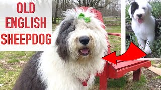 Top 10 Reasons To Get An Old English Sheepdog [upl. by Brubaker283]