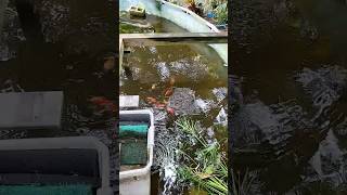 Goldfish feed floridaaquarium aquarium floridafish fishaquarium fishtank pondlife gardenpond [upl. by Disharoon386]