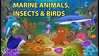 Sea Animals Insects and Birds Names and Sounds [upl. by Nanette]