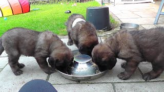 Leonberger dog puppies [upl. by Dupaix]