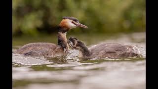 Great Crested Grebes [upl. by Ken]