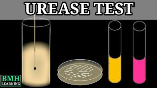 Urease Test [upl. by Neffirg452]