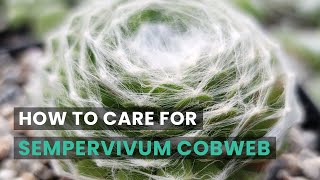 BEST TIPS  HOW TO CARE FOR SEMPERVIVUM COBWEB HENS AND CHICKS  SEMPERVIVUM ARACHNOIDEUM [upl. by Yllop]