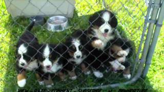 Cute Bernese Mountain Dog Puppies [upl. by Griz]