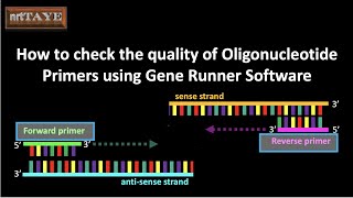 How to check the quality of Oligonucleotide Primers using Gene Runner Software [upl. by Ettereve]