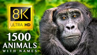 1500 ANIMALS NAMES and SOUNDS 8K ULTRA HD [upl. by Nosnirb]