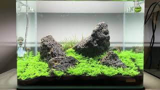 Nano Iwagumi with Hemianthus callitrichoides ‘cuba’  10 day update [upl. by Laurene]