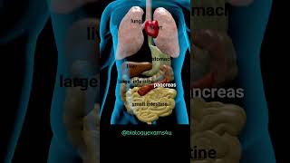 Human Body Internal Organs Animation humanbody [upl. by Etra]