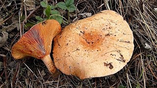 Rujnica  Lactarius deliciosus [upl. by Kelby]