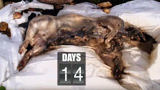 Time Lapse Pig Decomposition  Secrets of Everything  Earth Science [upl. by Elsworth90]