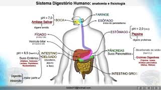 sistema digestório humano [upl. by Assenav705]