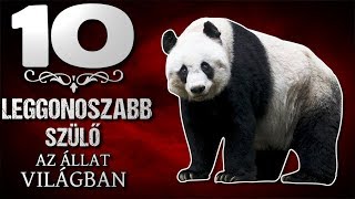 10 Leggonoszabb Szülő az Állatvilágban TOPLISTÁK [upl. by Annabela]