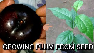 how to grow plums from seed [upl. by Yenffit100]