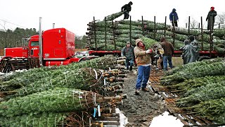 How Christmas Tree Farming and Harvesting  Christmas Tree Farm  Christmas Tree Cultivation [upl. by Sabanrab]