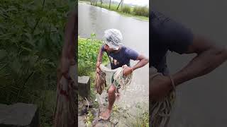 Amazing With Net Fishing Rain Day fishingtips shorts [upl. by Lleznol411]