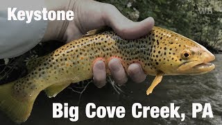 Fly Fishing Keystone Select Big Cove Creek PA  Wooly Bugged [upl. by Thordia]