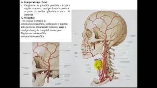 VÍDEO AULA DE ARTÉRIAS DA CABEÇA [upl. by Saidel]