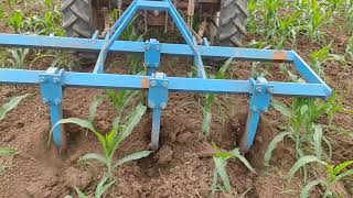 Tractor cultivator in corn crop [upl. by Ebsen]