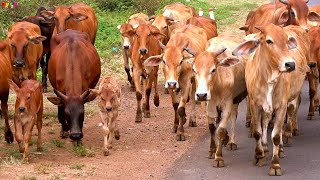 Sapi Lucu Joget Lagu Selamat Ulang Tahun Lagu Anakanak [upl. by Dari]