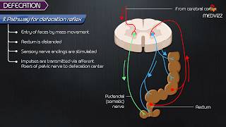 Defecation Reflex pathway animation  Gastrointestinal physiology [upl. by Range]