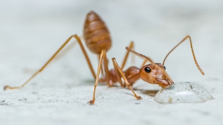 They discover that ants consume hydrogen peroxide to fight infections [upl. by Aicatsal838]