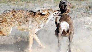 Dog vs Coyote Real Life Footage Compilation [upl. by Avat731]