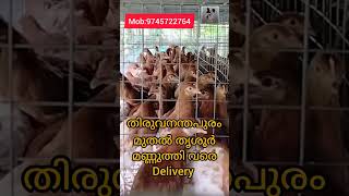 Bv380 kozhi amp hitech cage in Kerala [upl. by Eversole]