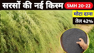 सरसों की शानदार किस्म  SMH 2022 hybrid mustard variety  high yield mustard seed  sarso ki kheti [upl. by Eiaj767]