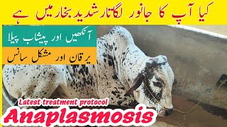 Anaplasmosis Treatment In Cow Buffalo Sheep And Goats  Latest Treatment Protocol [upl. by Madella712]