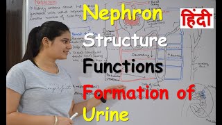 Nephron in Hindi  Structure  Functions  Urine formation  RajNEET Medical Education [upl. by Celestyn142]