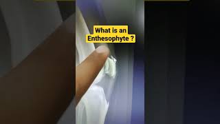 What is an Enthesophyte  Dr Sai Chandra MBBS DNB Ortho [upl. by Nerty498]