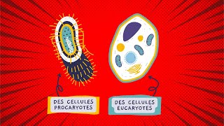 la biologie cellulaire Différences entre cellules eucaryotes et procaryotes [upl. by Vonny]