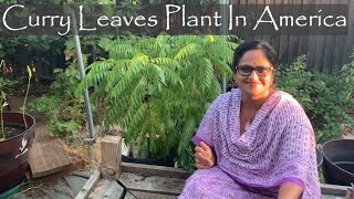 Curry Leaves Plant In America  Growing Tips [upl. by Fein]